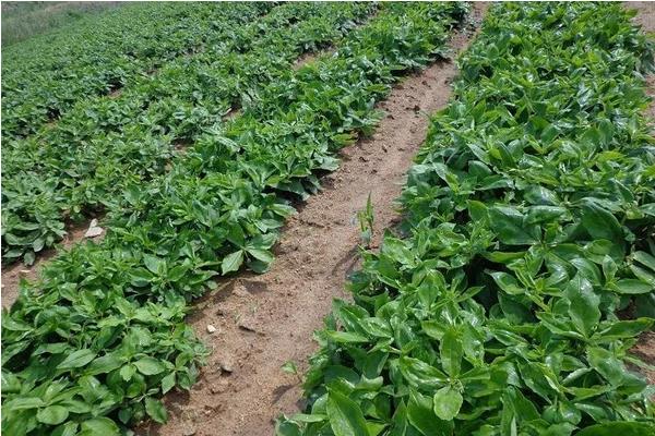 太子參產地在哪里 哪里的太子參最好