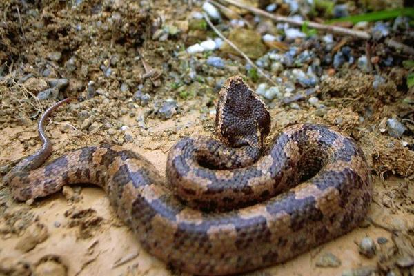 野生五步蛇市場價(jià)格多少錢一斤 五步蛇能長多大