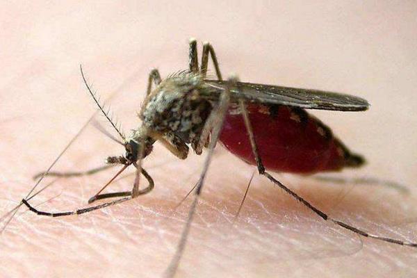 被蚊子咬了怎么辦 被蚊子咬怎么去疤