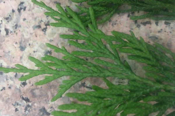 側柏葉的功效與作用及禁忌 側柏葉的藥用價值