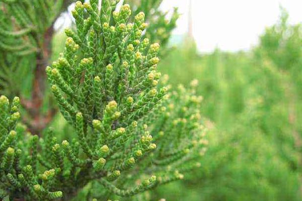 側柏葉治療白發嗎 側柏葉洗多久白發會黑