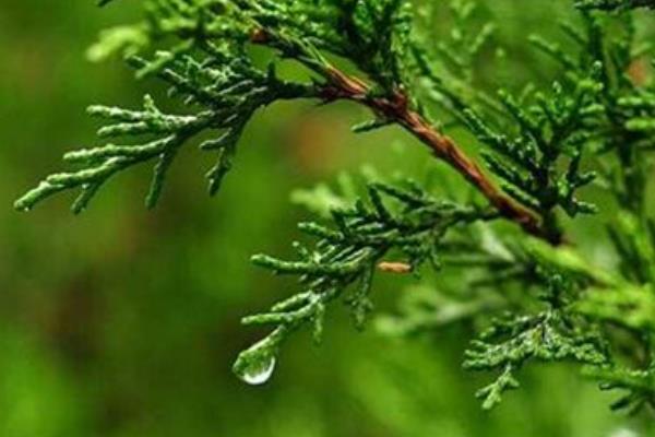 側柏葉洗頭多久洗一次 側柏葉能生發嗎