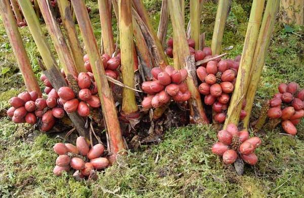 草果怎么種 草果種植技術與注意事項