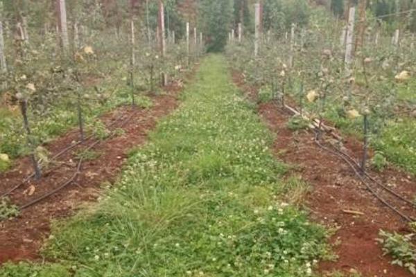 草果怎么種 草果種植技術與注意事項