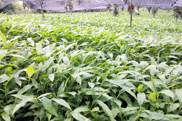 草果怎么種 草果種植技術與注意事項