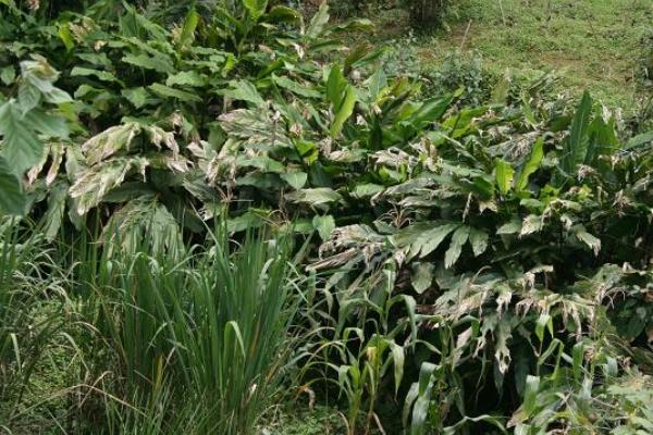 草果什么時候種 草果什么時候成熟