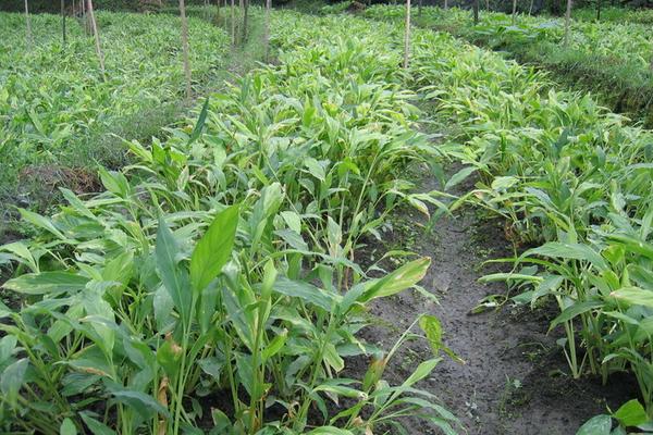 草果種植收入高嗎 草果種植一畝要多少苗