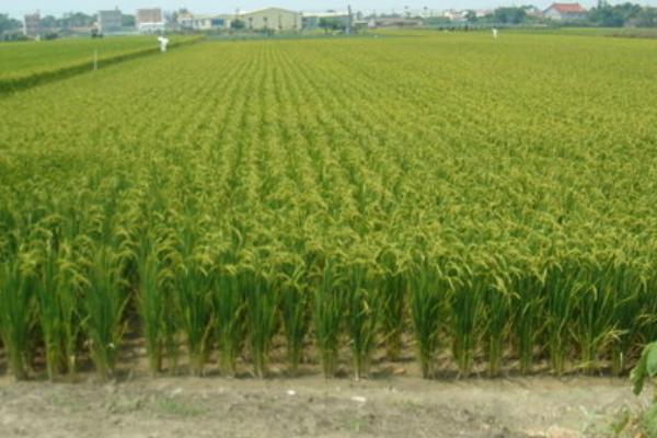 種薏米一畝多少種子 薏米種子什么時候種