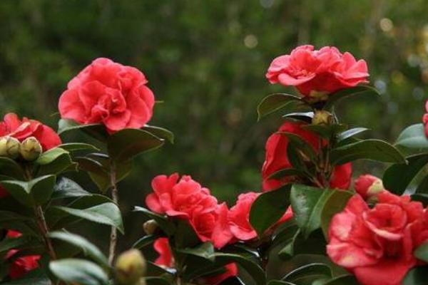 家里面養(yǎng)茶花好嗎 茶花對風(fēng)水的作用是什么