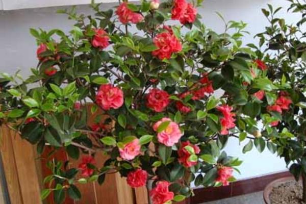 家里面養(yǎng)茶花好嗎 茶花對風(fēng)水的作用是什么