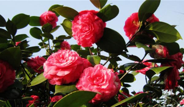 家里面養(yǎng)茶花好嗎 茶花對風(fēng)水的作用是什么