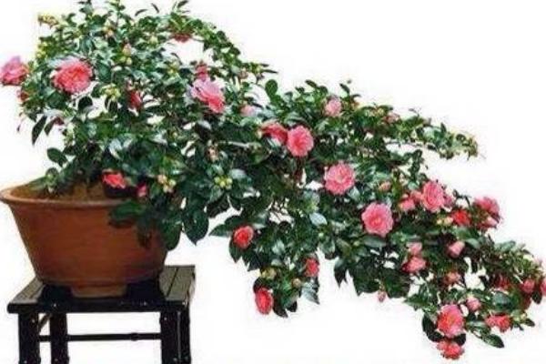 家里面養(yǎng)茶花好嗎 茶花對風(fēng)水的作用是什么
