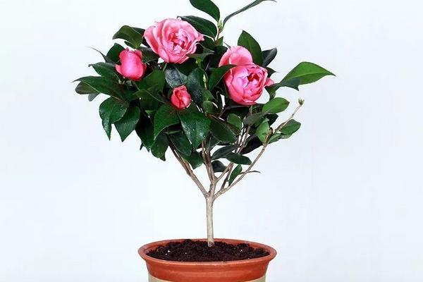 家里面養(yǎng)茶花好嗎 茶花對風(fēng)水的作用是什么