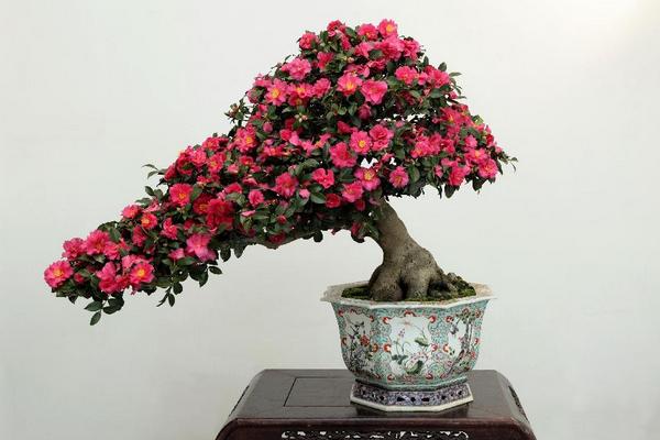 家里面養(yǎng)茶花好嗎 茶花對風(fēng)水的作用是什么