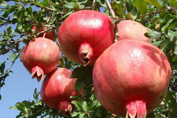 軟籽石榴市場價格多少錢一斤 軟籽石榴產地在哪里