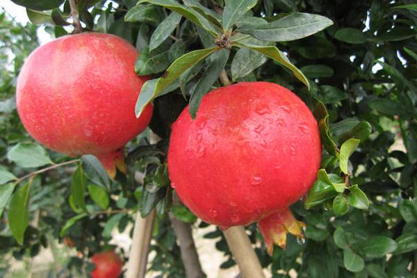 軟籽石榴市場價格多少錢一斤 軟籽石榴產地在哪里