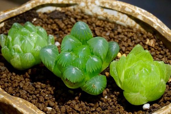 多肉植物玉露怎么養 玉露的養殖方法與注意事項