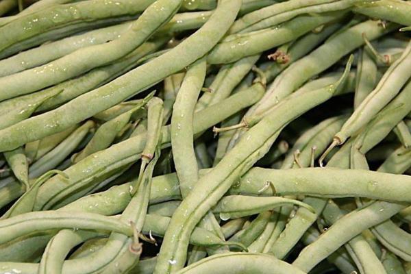 四季豆功效與作用及禁忌 四季豆的營(yíng)養(yǎng)價(jià)值