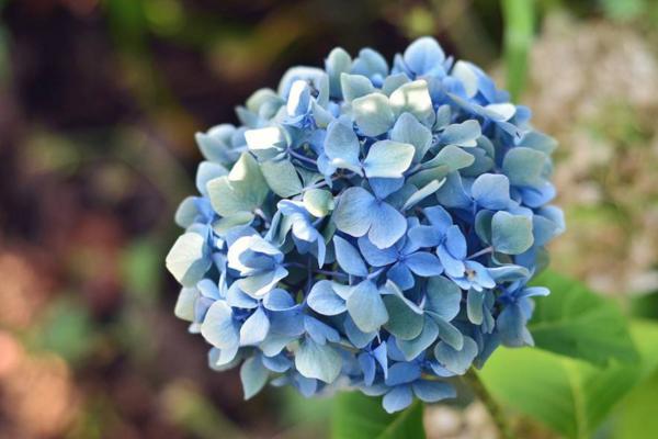繡球花怎么在花瓶里養 繡球花可以做干花嗎