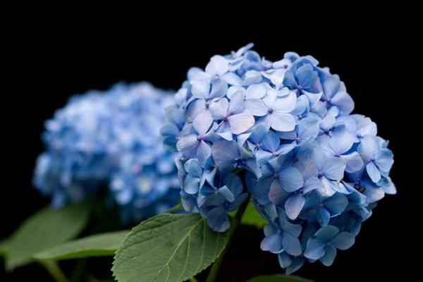 繡球花怎么在花瓶里養 繡球花可以做干花嗎