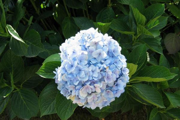 繡球花扦插方法和時間 繡球花什么時間修剪