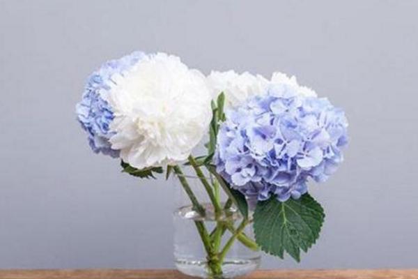 繡球花蔫了怎么辦 繡球花葉子發黃怎么辦