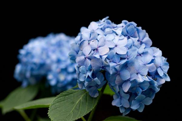 繡球花蔫了怎么辦 繡球花葉子發黃怎么辦