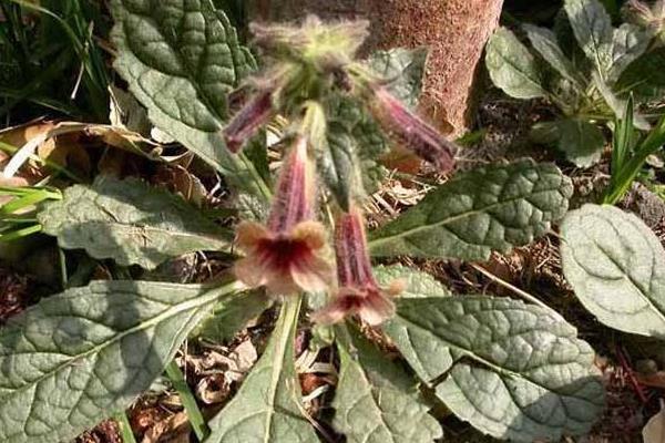 地黃怎么種 地黃種植技術與注意事項