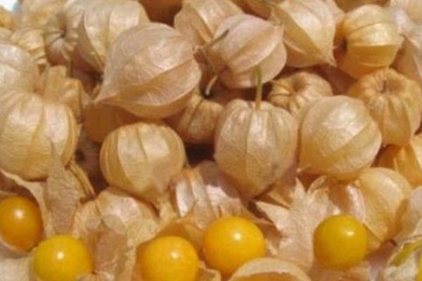 燈籠果孕婦可以吃嗎 燈籠果含糖高嗎