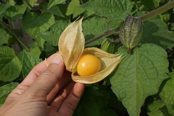 燈籠果怎么吃（可以直接吃嗎） 燈籠果的熱量高嗎