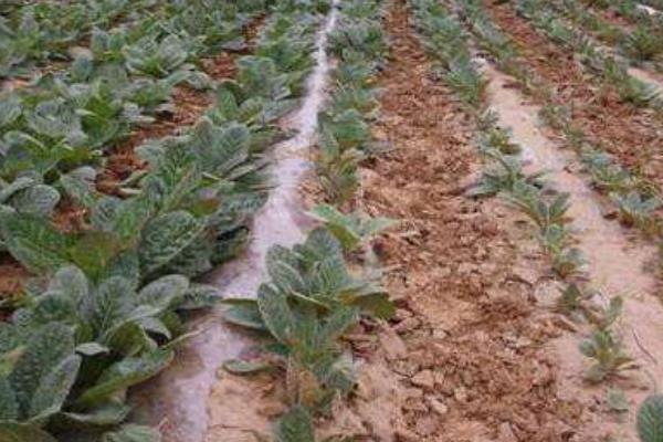 地黃種植成本與效益 種地黃一畝地要投資多少錢