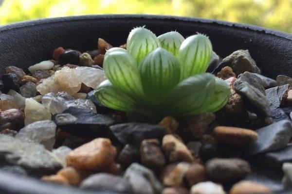 多肉玉露市場價格多少錢一盆 玉露能長多大