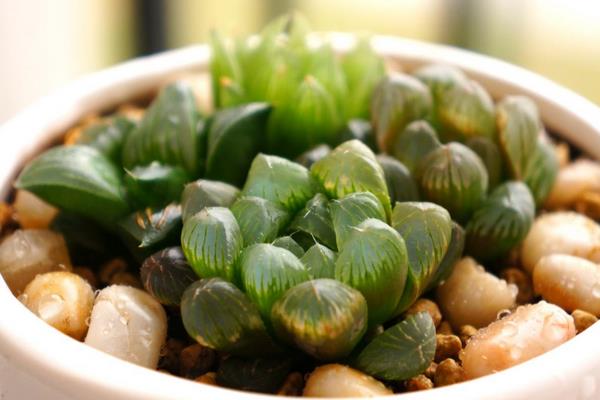 多肉玉露市場價格多少錢一盆 玉露能長多大