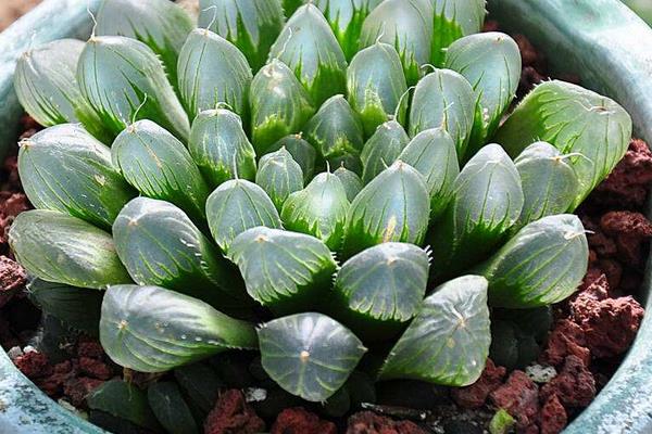 多肉玉露市場價格多少錢一盆 玉露能長多大