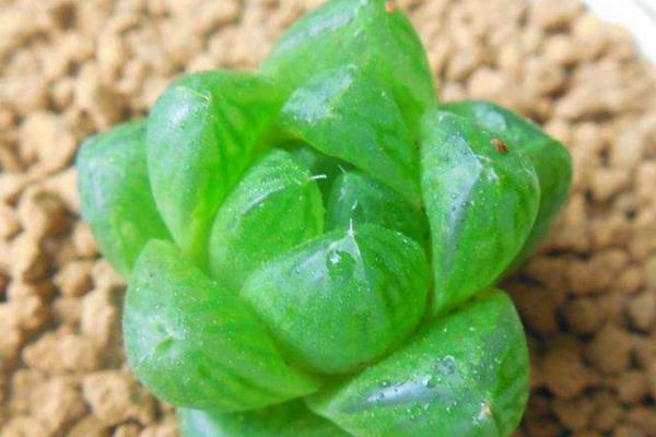 多肉玉露市場價格多少錢一盆 玉露能長多大