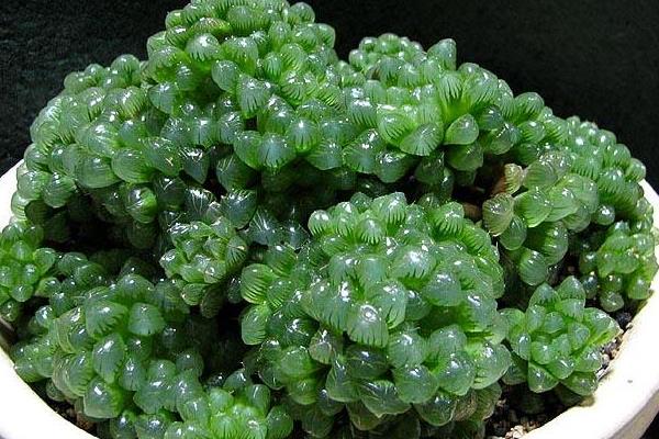 多肉玉露市場價格多少錢一盆 玉露能長多大