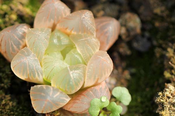 多肉玉露市場價格多少錢一盆 玉露能長多大