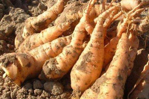 地黃是什么 生地黃和熟地黃的區別是什么