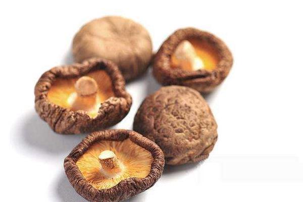 狗能吃香菇嗎 狗可以吃香菇雞湯嗎