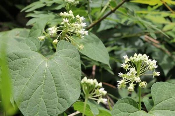 何首烏葉的功效與作用及禁忌 何首烏葉子可以吃嗎