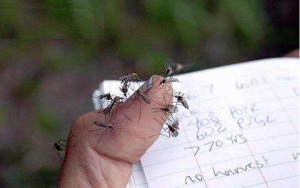 蚊子的幼蟲叫什么 蚊子為什么不滅絕