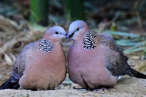 斑鳩怎么養 斑鳩人工養殖技術