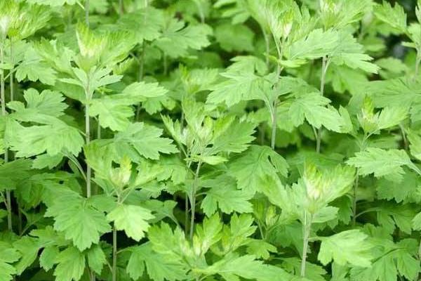 艾草市場價格多少錢一斤 艾草產地在哪里