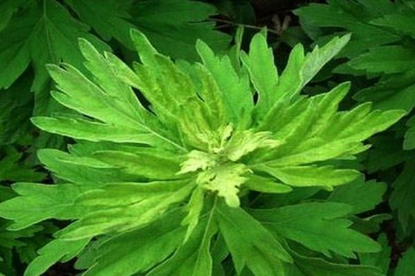 艾草市場價格多少錢一斤 艾草產地在哪里