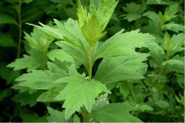 艾草市場價格多少錢一斤 艾草產地在哪里