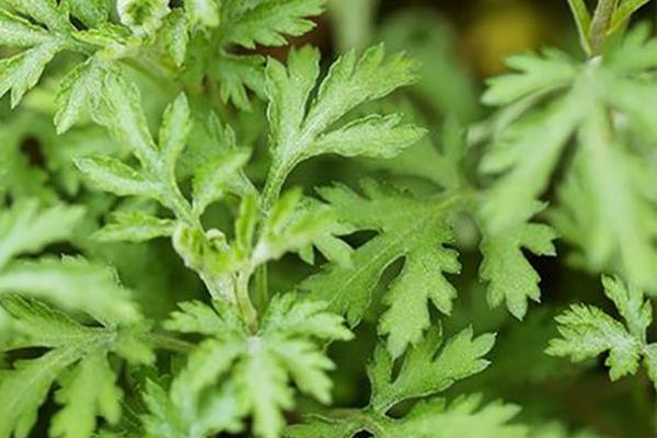 艾草市場價格多少錢一斤 艾草產地在哪里