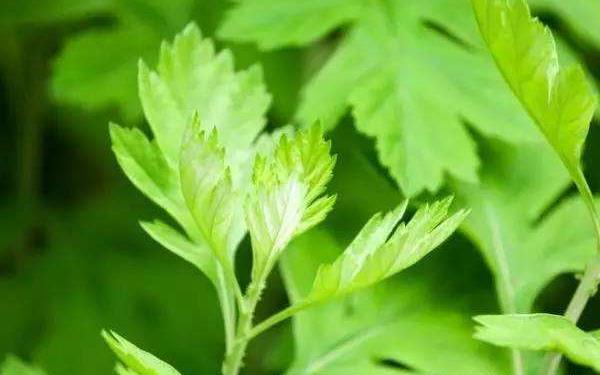 艾草市場價格多少錢一斤 艾草產地在哪里