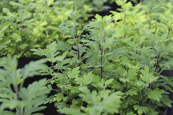 艾草市場價格多少錢一斤 艾草產地在哪里