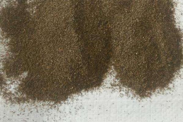 艾草種子市場價格多少錢一斤 艾草種子哪里有賣