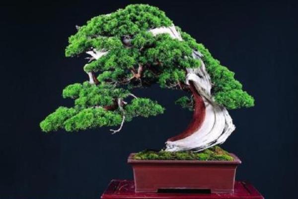 柏樹盆景適合放室內嗎 柏樹盆景制作方法 